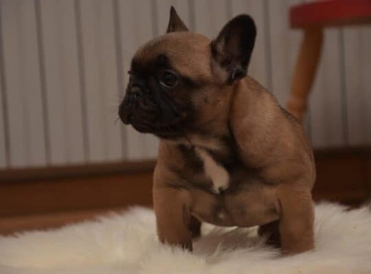 Francuski buldog