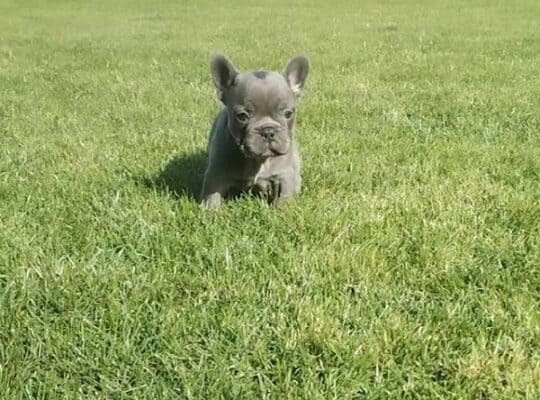 Francuski buldog 