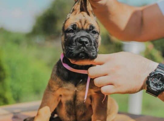Cane corso štenci
