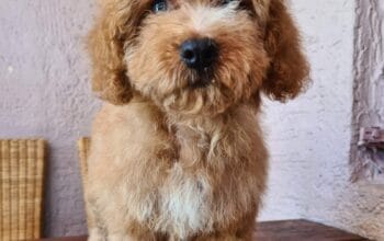 Labradoodle prelepi štenci