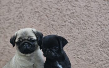Mops prelepi stenci
