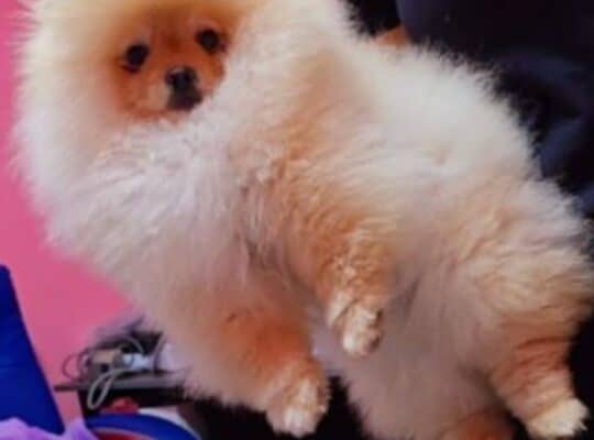 Pomeranac BOO štenci PREPORUKA