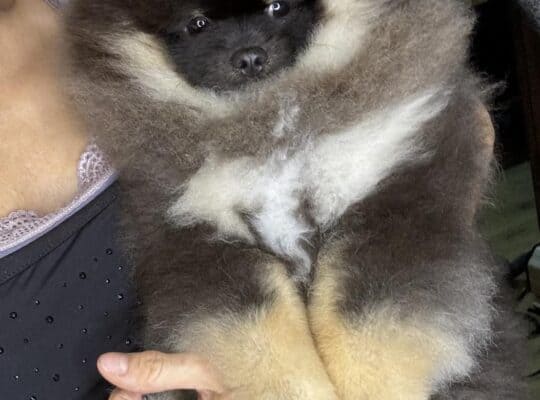 Pomeranac BOO štenci PREPORUKA