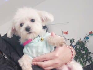 Mini maltezer