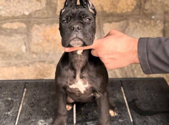 Cane corso stenci