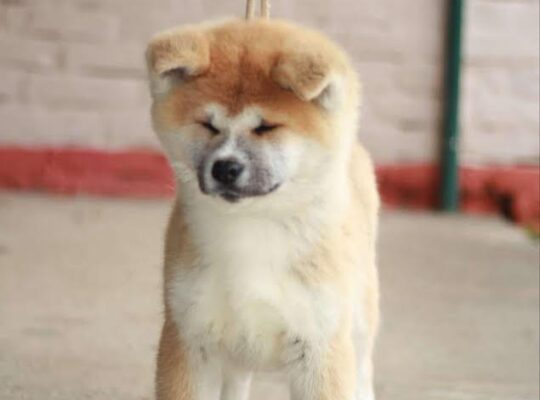 Akita Inu - MyPets