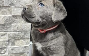Cane Corso