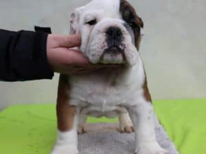 Engleski buldog 