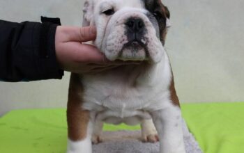 Engleski buldog 