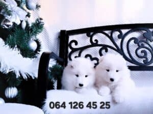 Samojed štenci