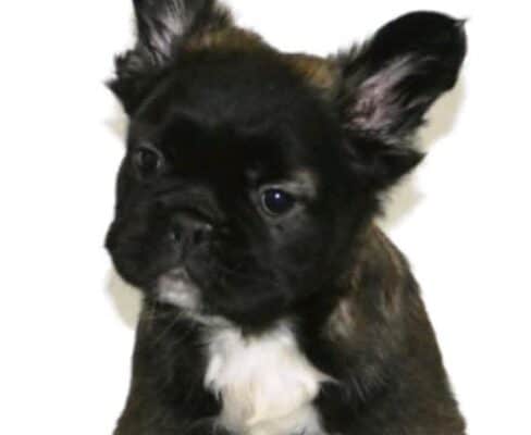 Francuski buldog fluffy
