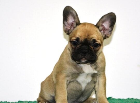 Francuski buldog