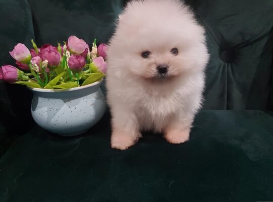 Pomeranci – Ljubav na Prvi Pogled!