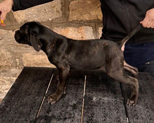 Cane corso stenci