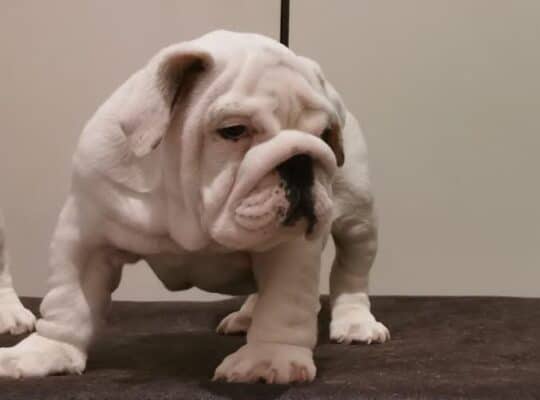 Engleski buldog 