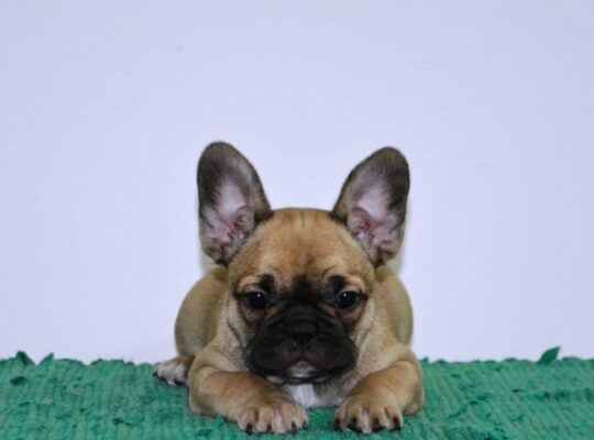 Francuski buldog