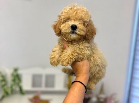 Maltipoo vrhunske genetike