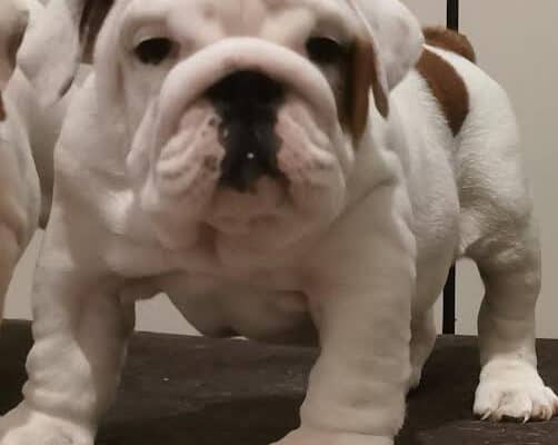 Engleski buldog 