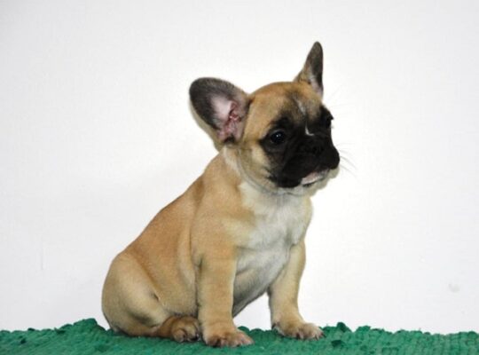 Francuski buldog