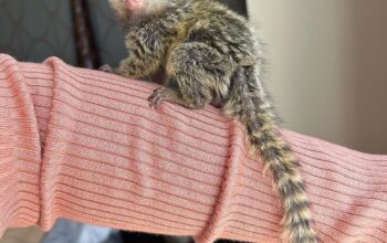 marmoset majmuni dostupni
