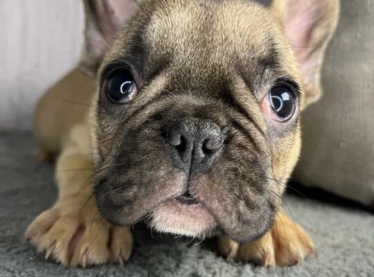 Francuski Buldog stenci