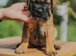 Cane corso štenci