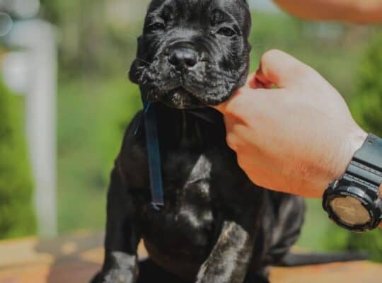 Cane corso štenci