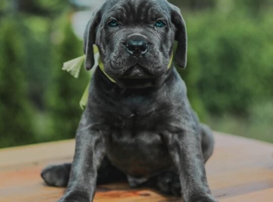Cane corso štenci