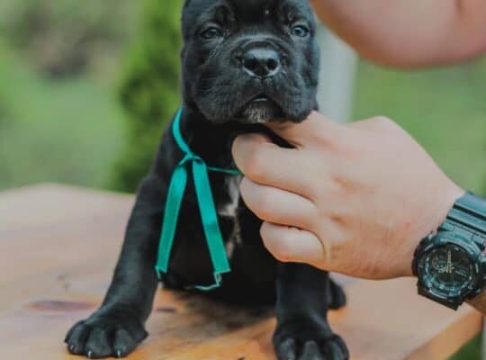 Cane corso štenci