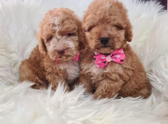 Labradoodle prelepi štenci