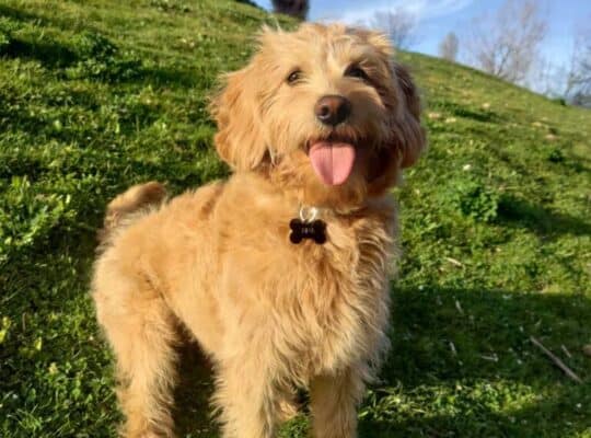 Labradoodle prelepi štenci
