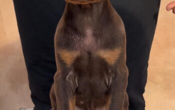 Doberman stenci
