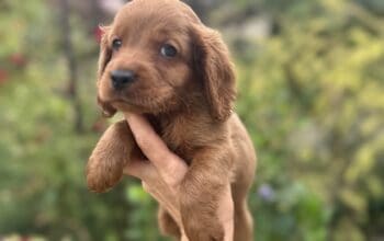 Cockapoo štenci