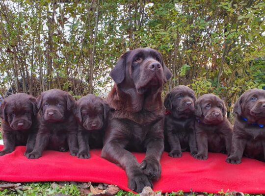 Labrador retriver čokoladni štenci