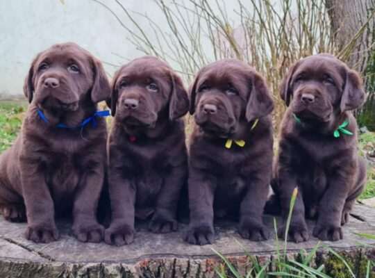 Labrador retriver čokoladni štenci