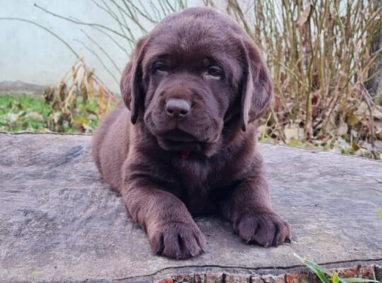 Labrador retriver čokoladni štenci