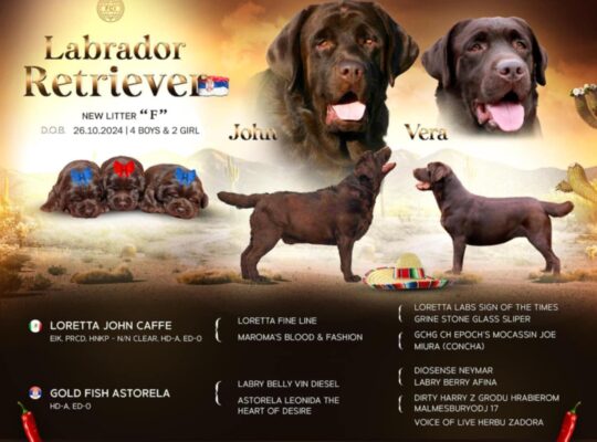 Labrador retriver čokoladni štenci