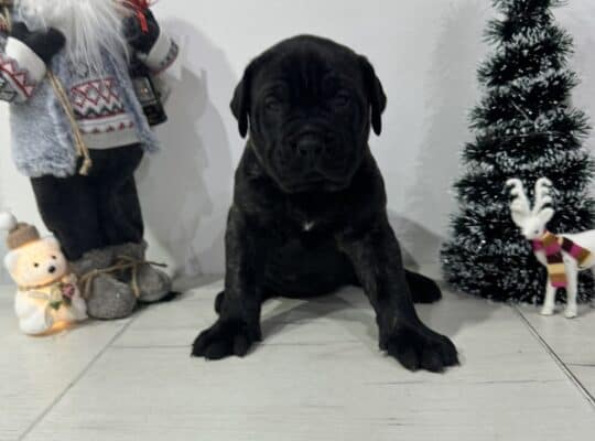 Preca Canario Kanarska doga štenci