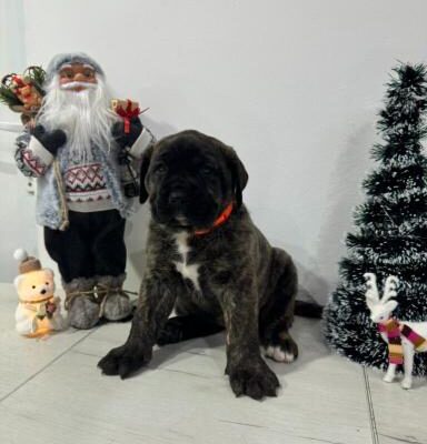 Preca Canario Kanarska doga štenci