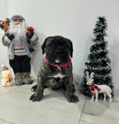 Preca Canario Kanarska doga štenci