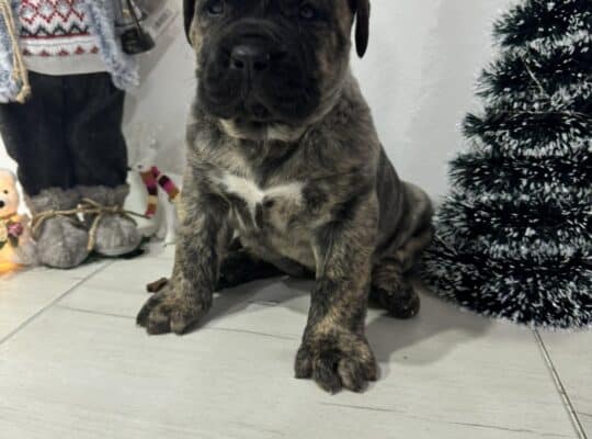Preca Canario Kanarska doga štenci