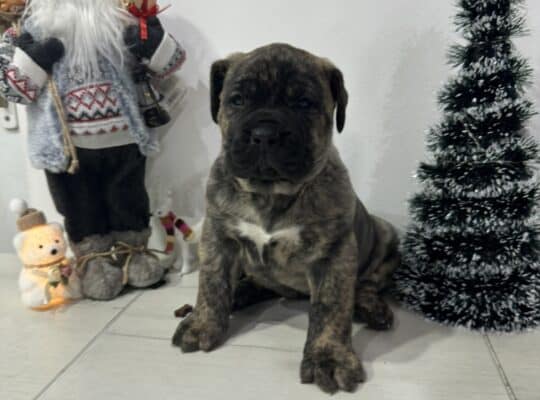 Preca Canario Kanarska doga štenci
