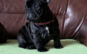 Francuski Buldog PRELEPI štenci