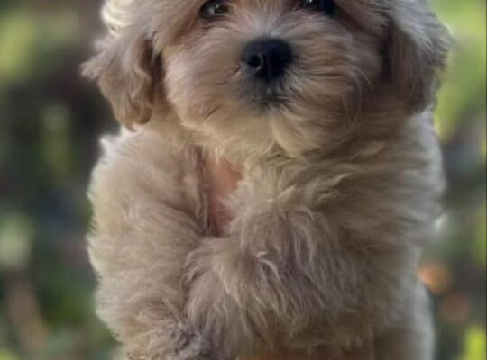 Maltipoo vrhunske genetike na prodaju
