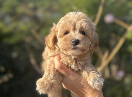 Maltipoo vrhunske genetike na prodaju