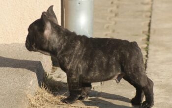 Francuski buldog