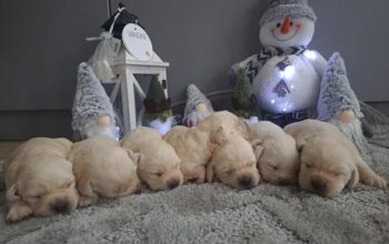 Labrador retriver