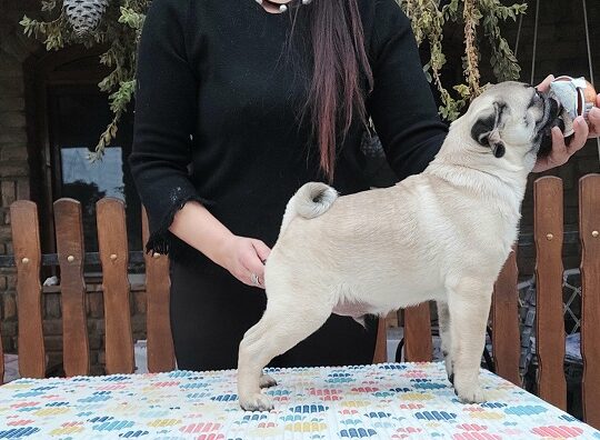 Mops