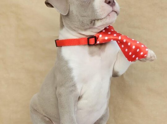 American bully pocket 
