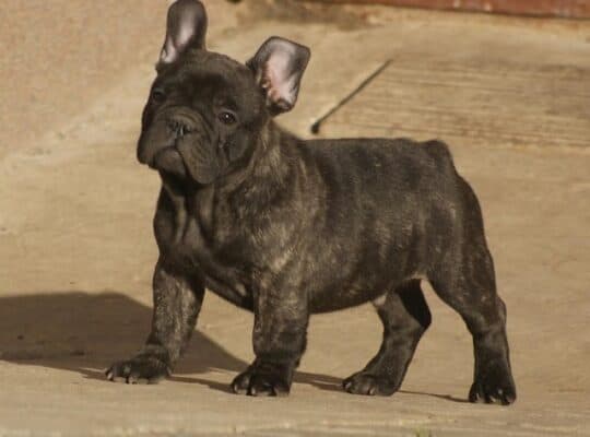 Francuski buldog